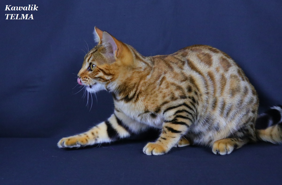 bengal roux